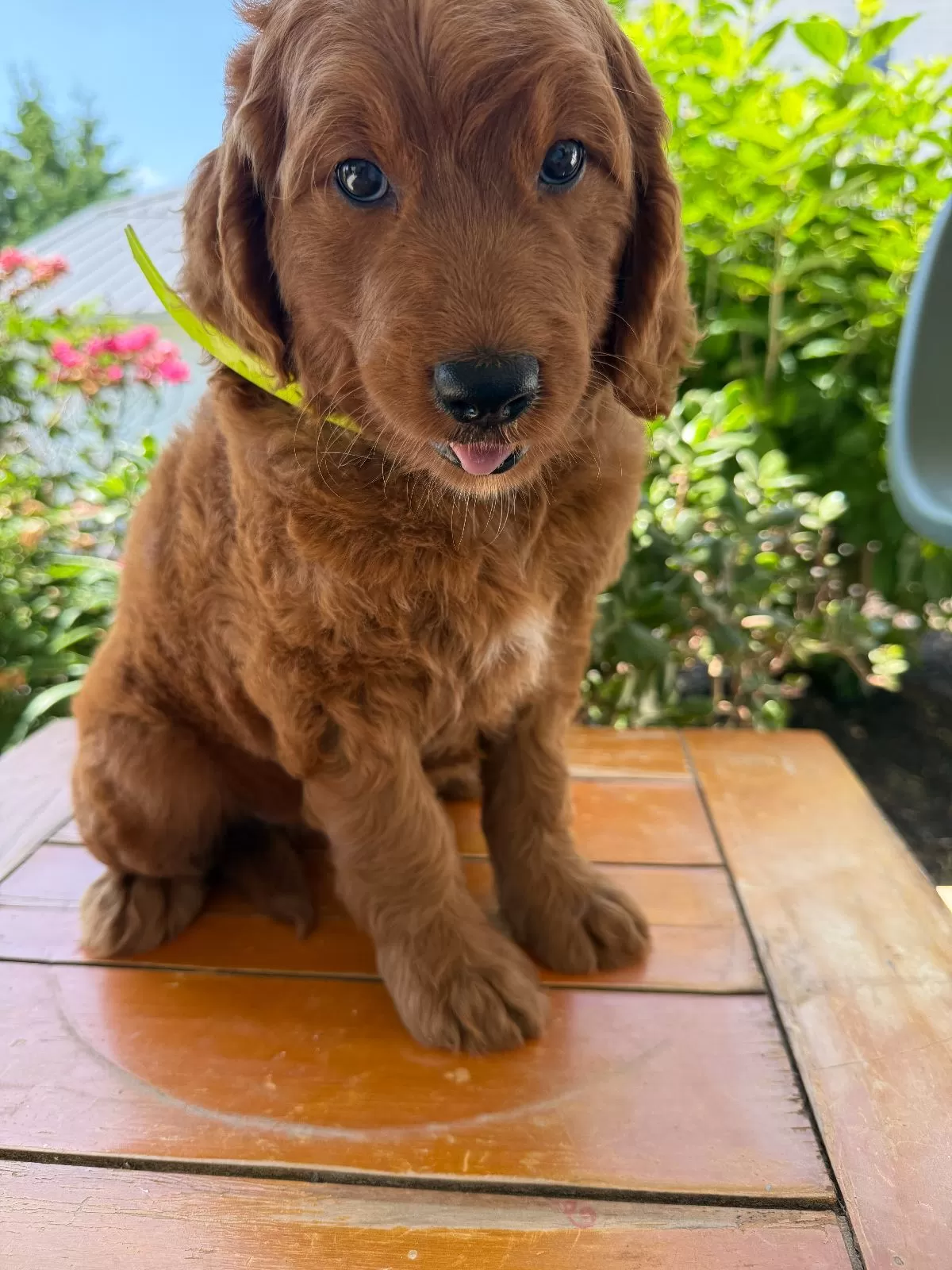 Puppy Name: Violet
