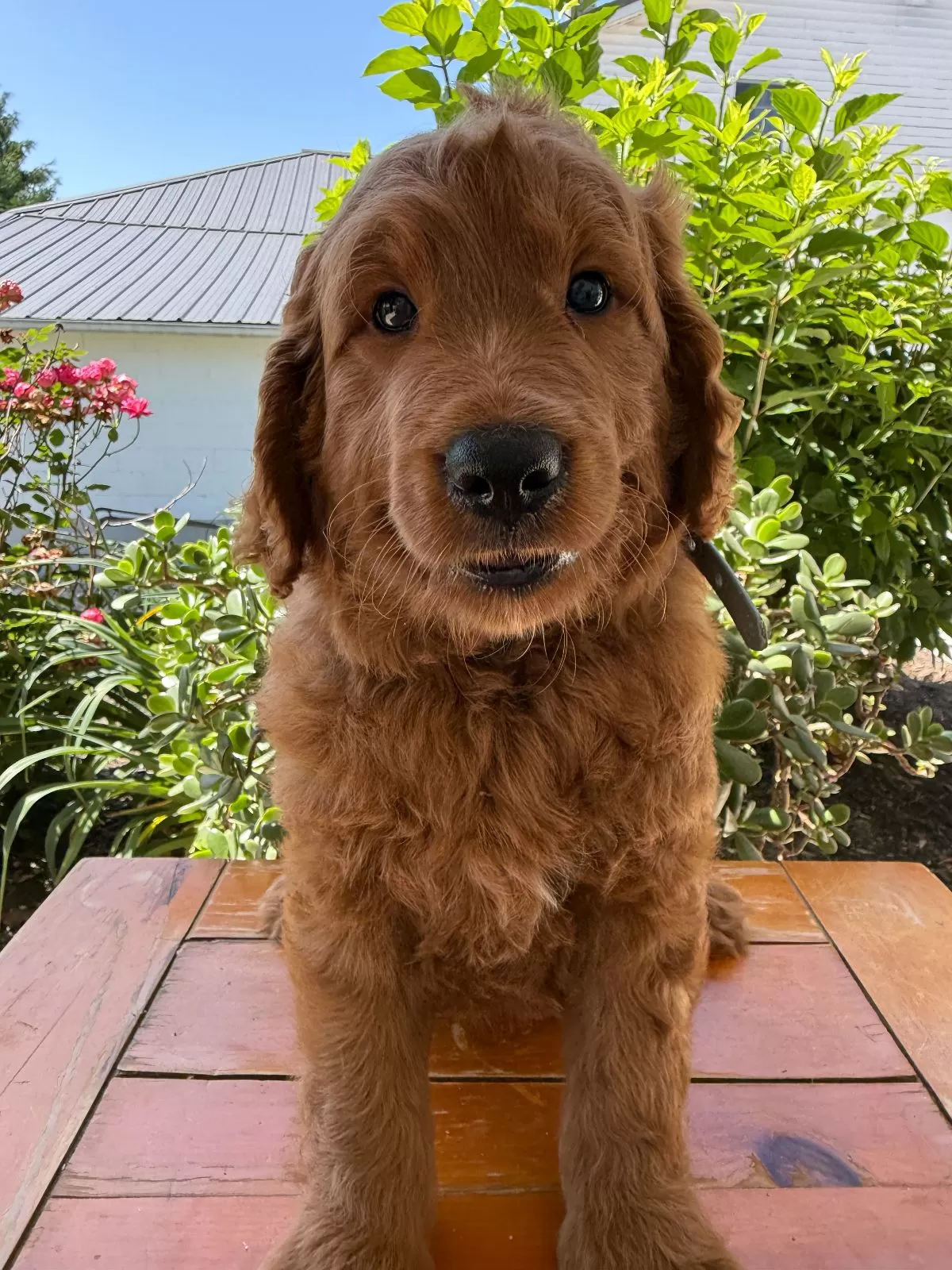 Puppy Name: Victor