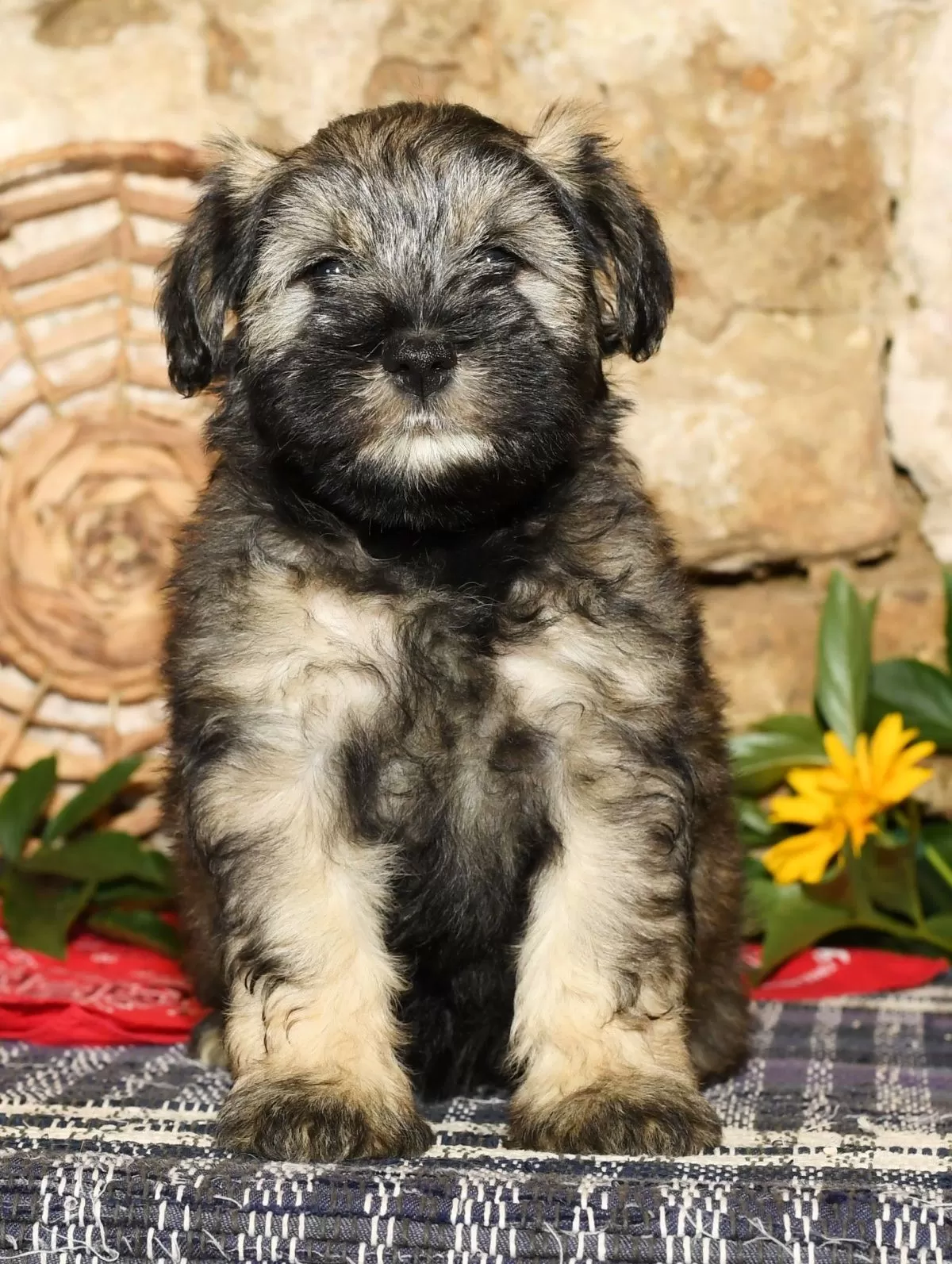 Puppy Name: Lilly