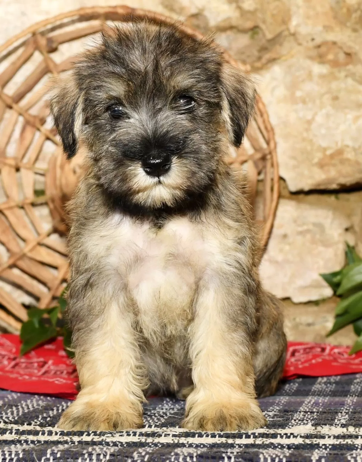 Puppy Name: Sugar