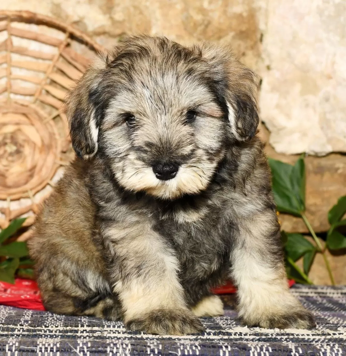 Puppy Name: Frosty