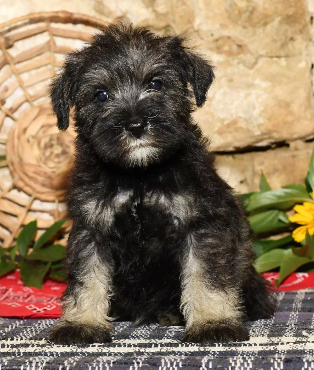 Puppy Name: Tinker