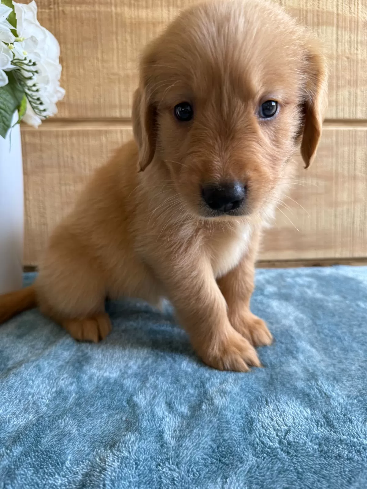 Puppy Name: Luke