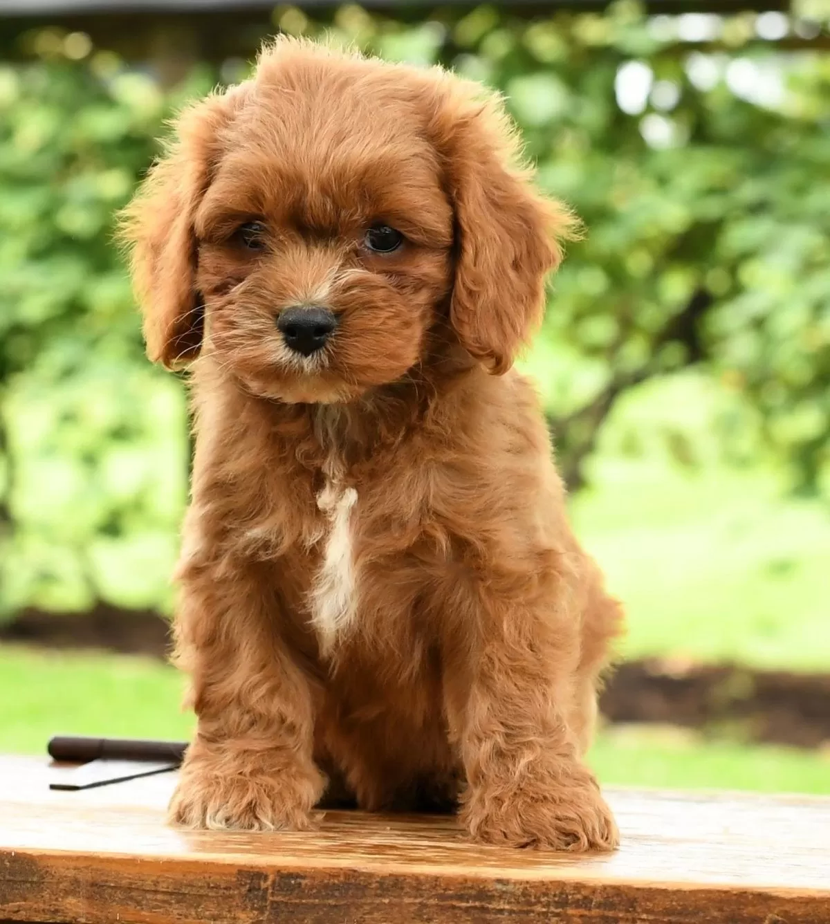 Puppy Name: Conner