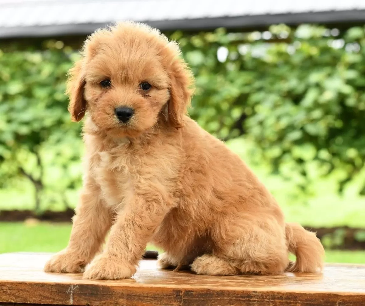 Puppy Name: Chase