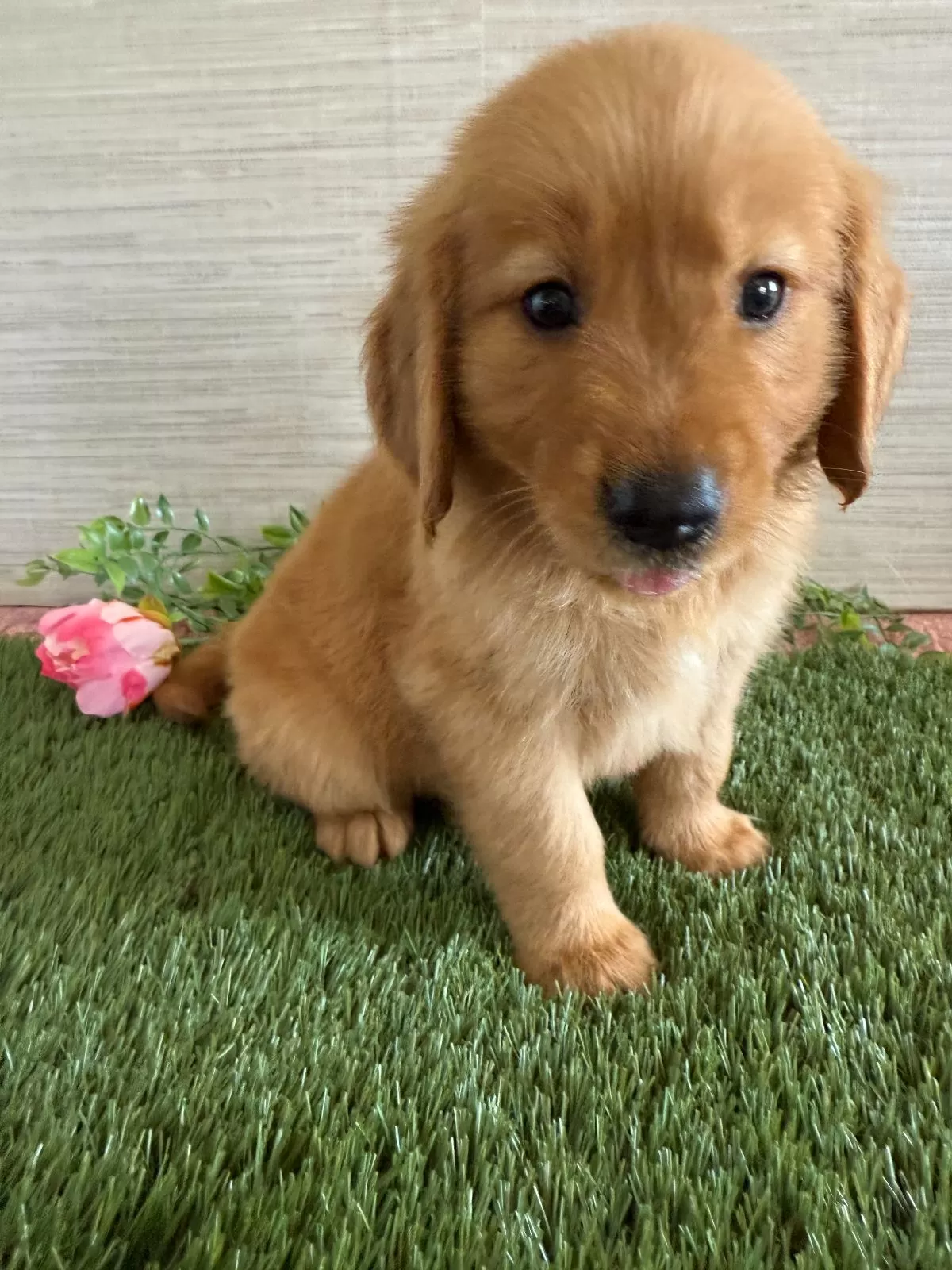 Puppy Name: Lexi
