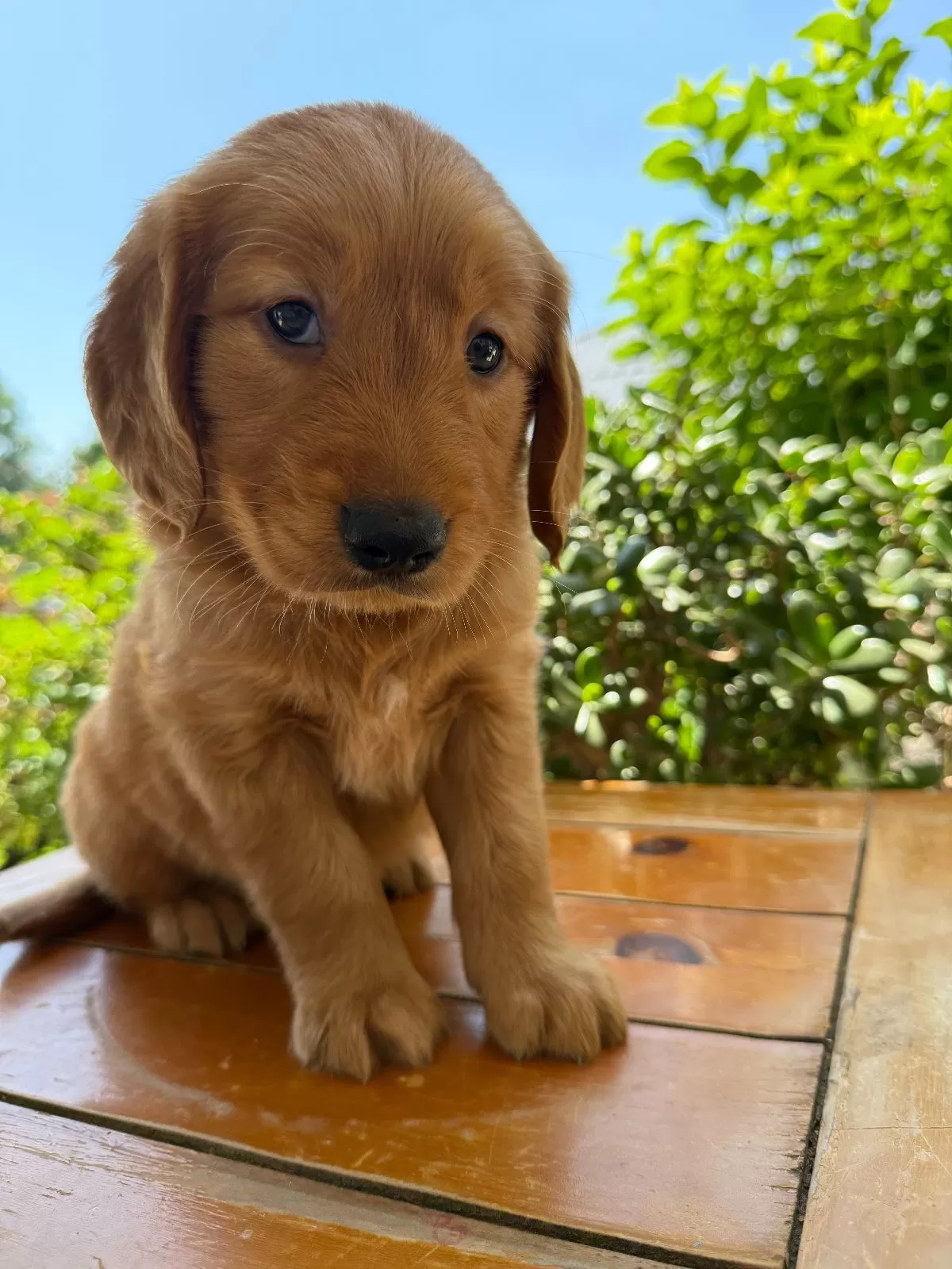 Puppy Name: Laya