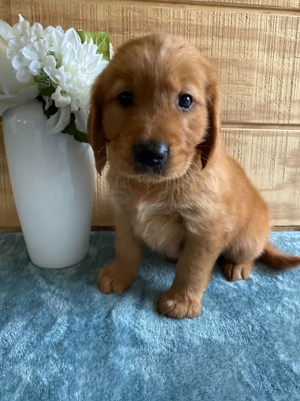 Puppy Name: Lola