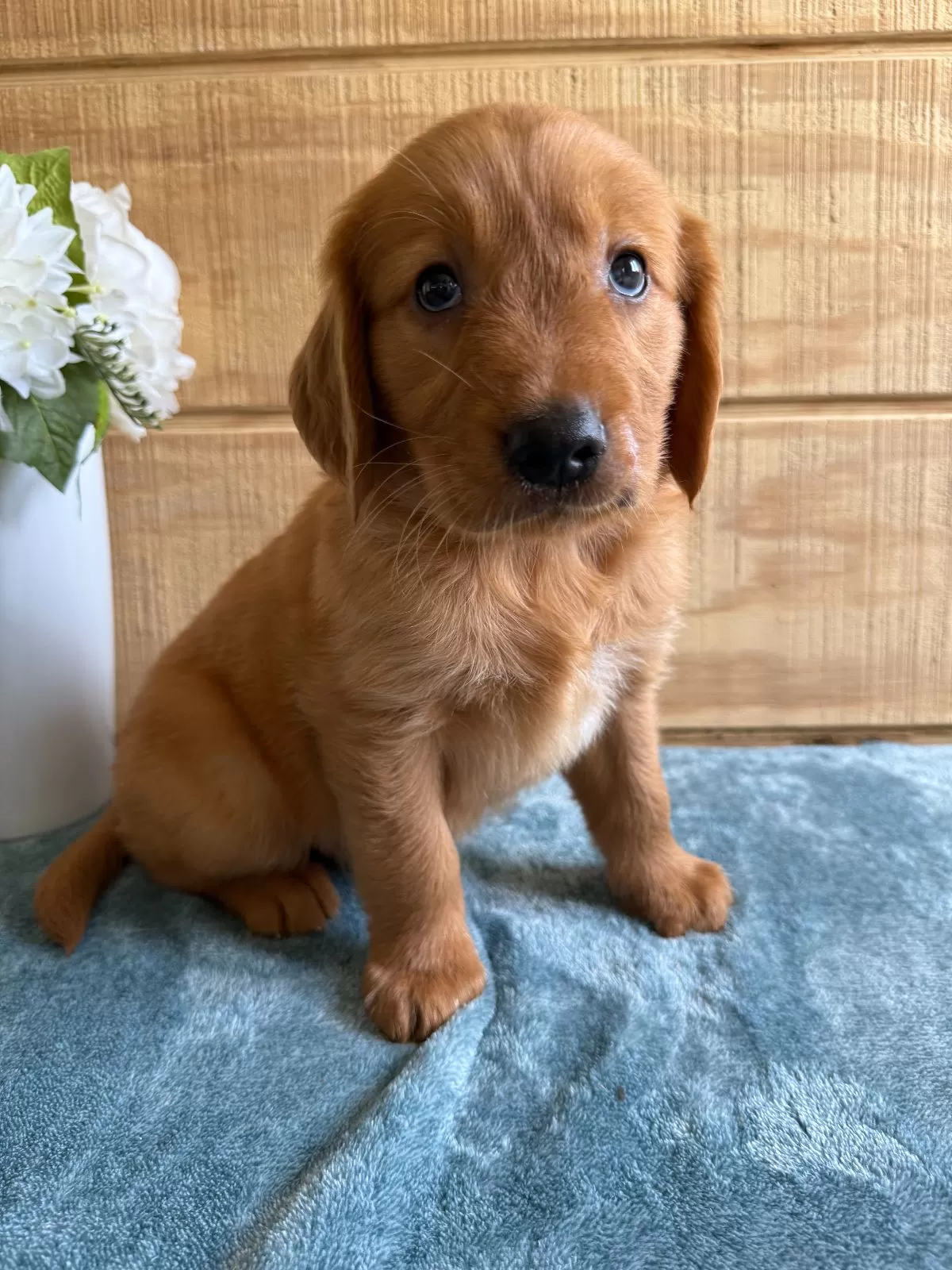 Puppy Name: Logan