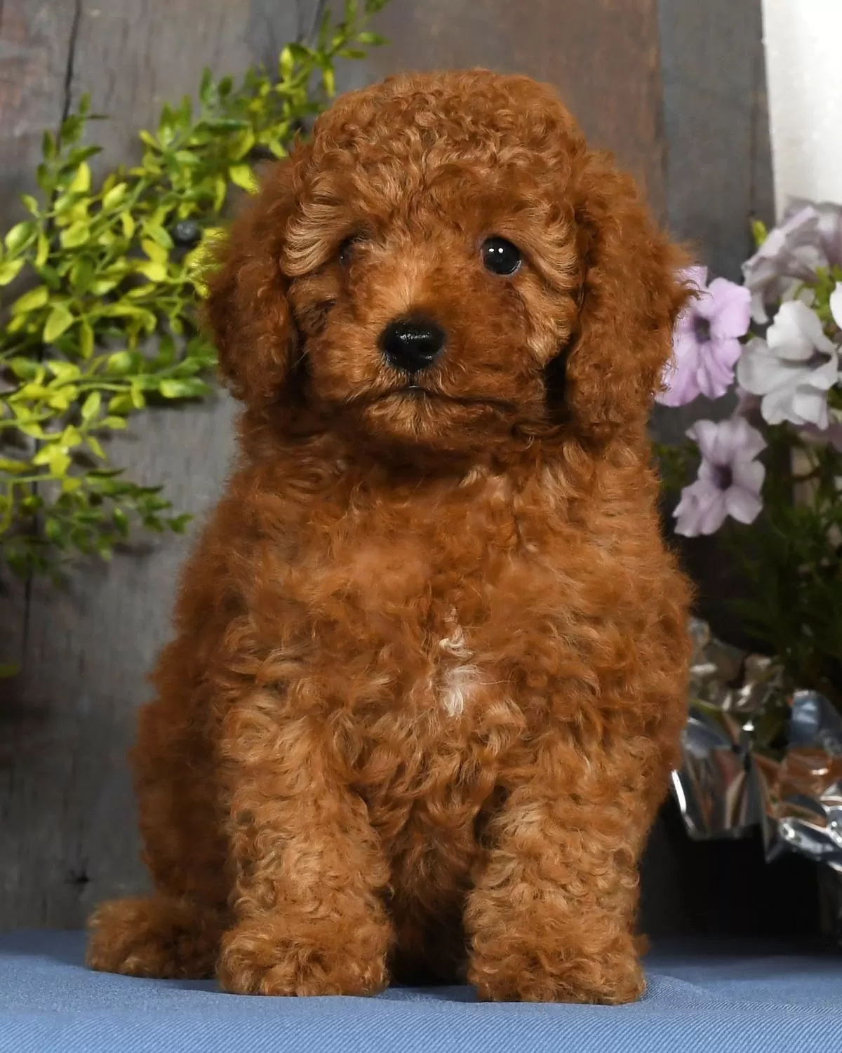 Puppy Name: Kenny