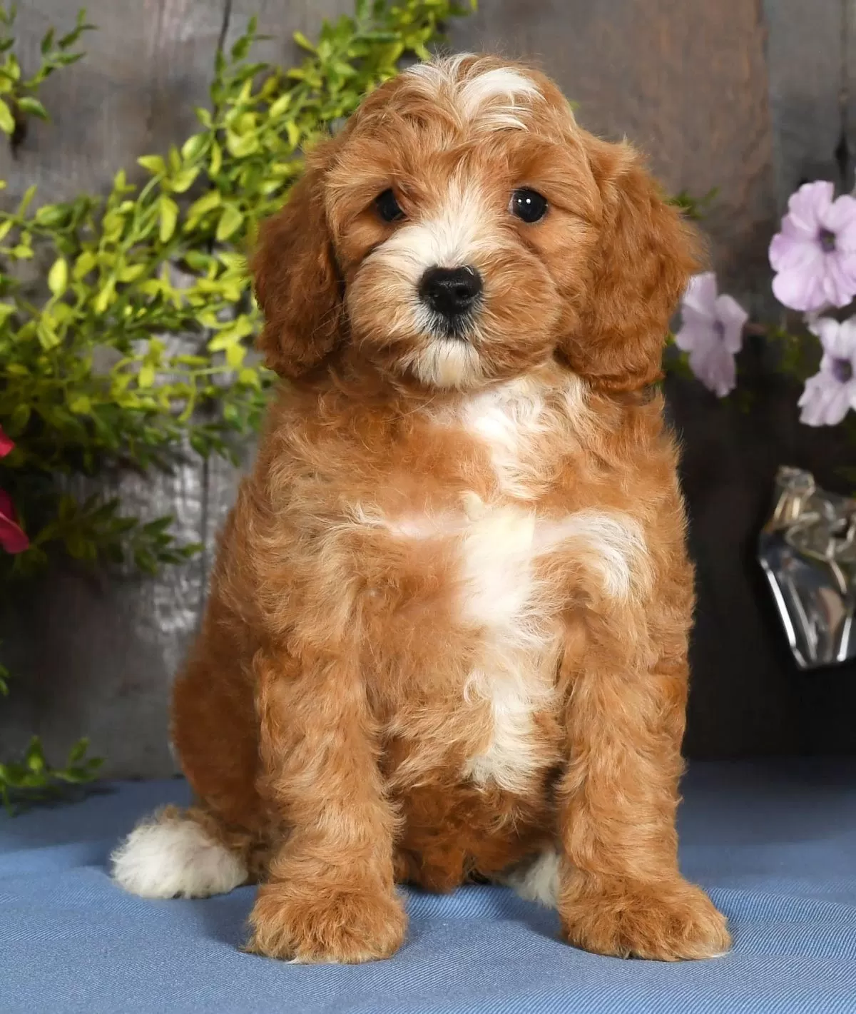 Puppy Name: Karl