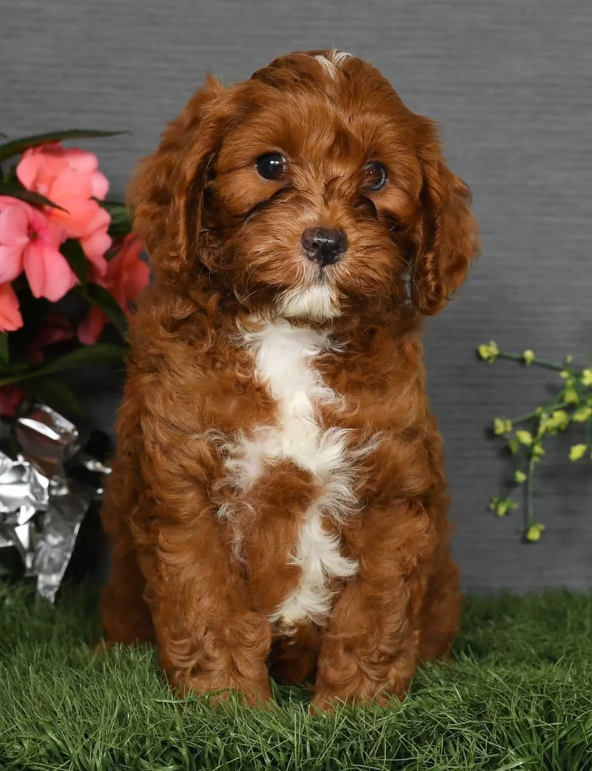 Puppy Name: Max