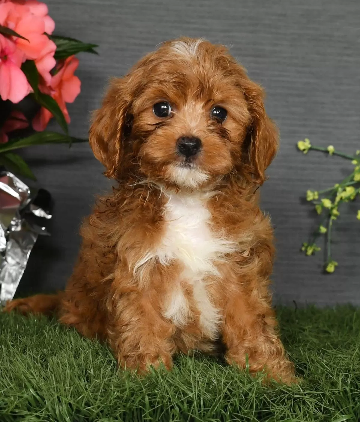 Puppy Name: Maggie
