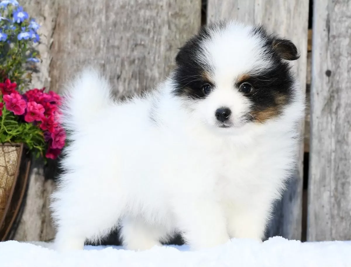 Puppy Name: Isaac