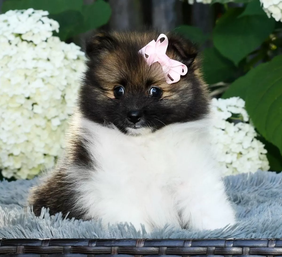 Puppy Name: Ivy