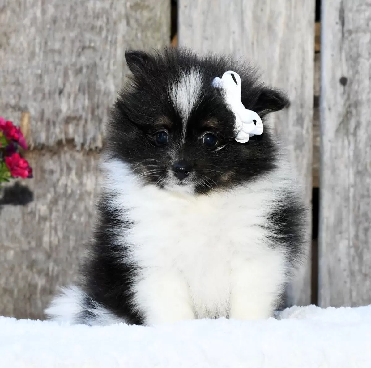 Puppy Name: Iris