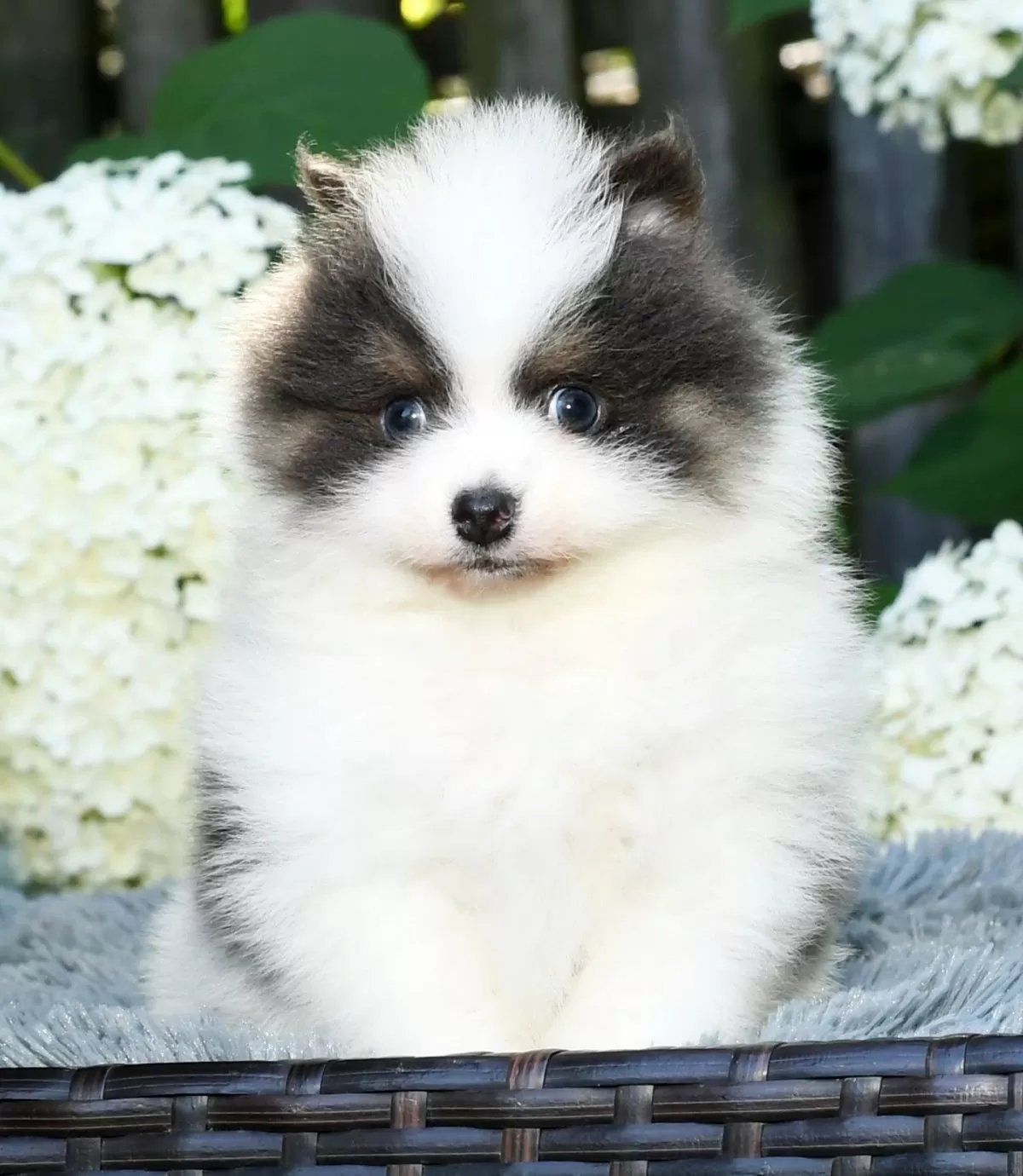 Puppy Name: Ian