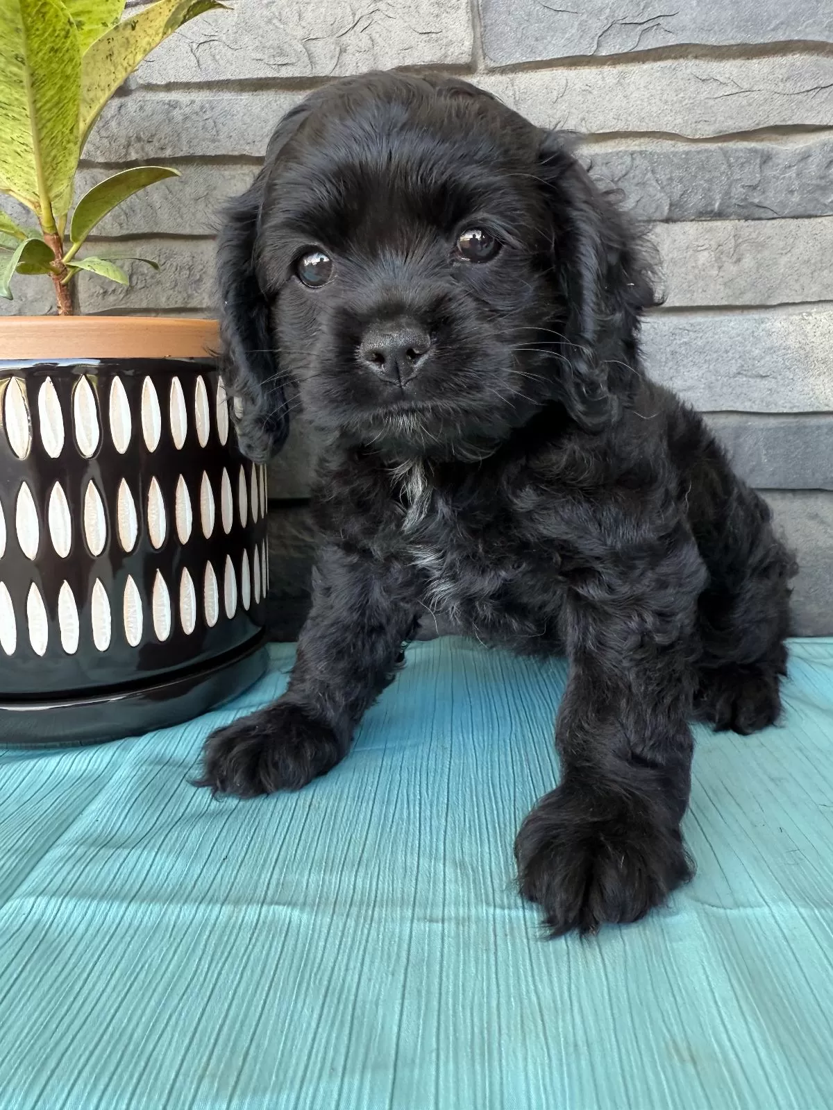 Puppy Name: Tina