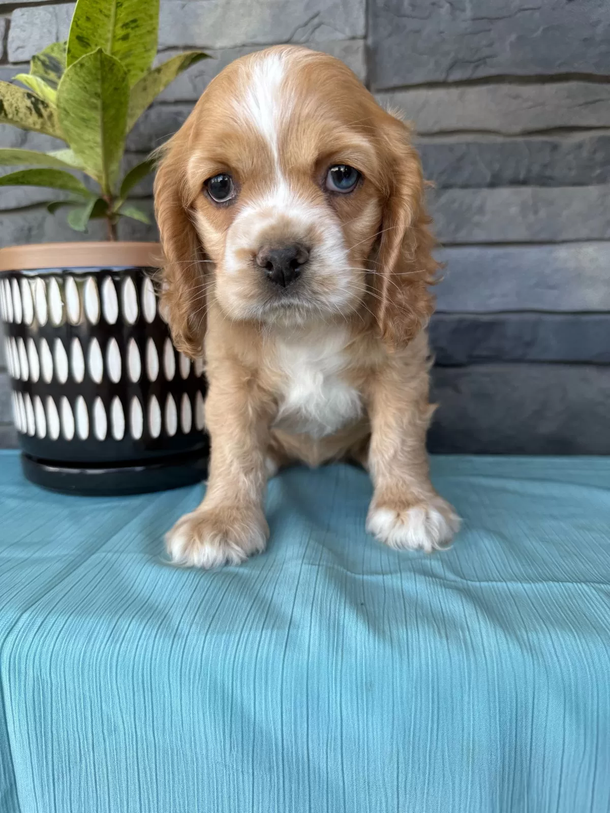 Tasha