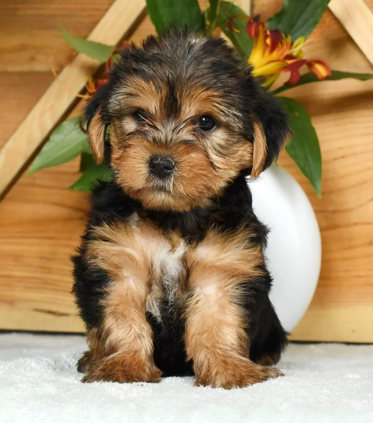Puppy Name: Lucky