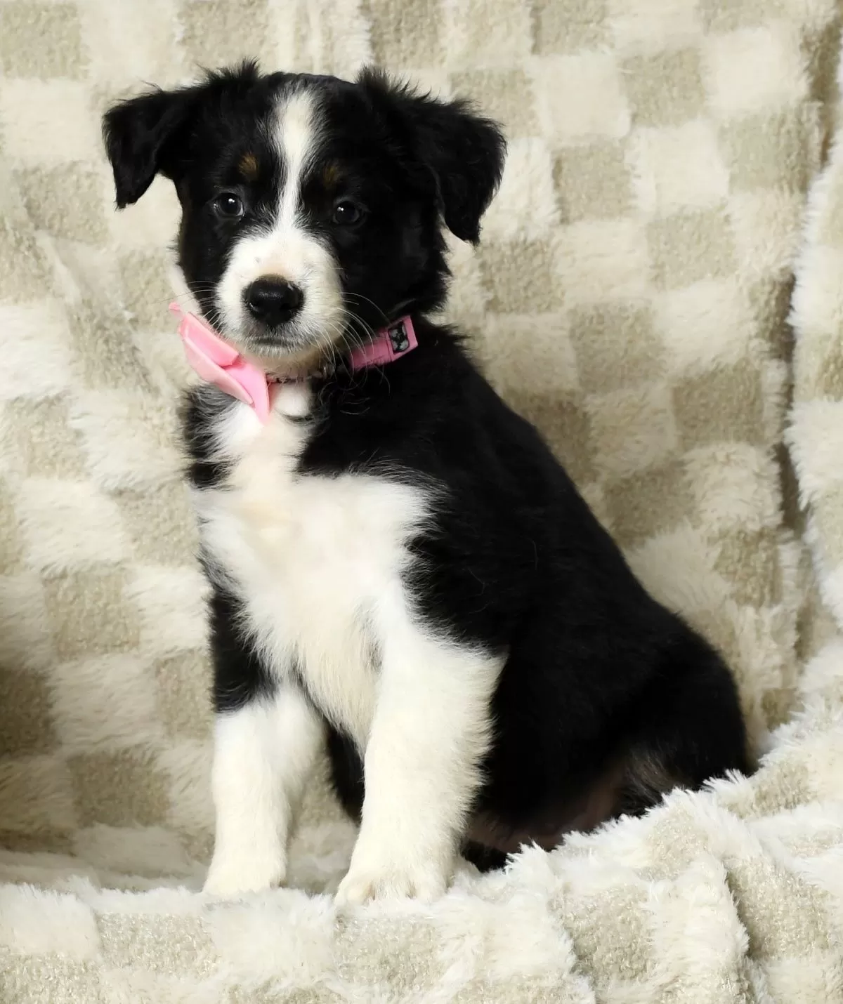 Ellie