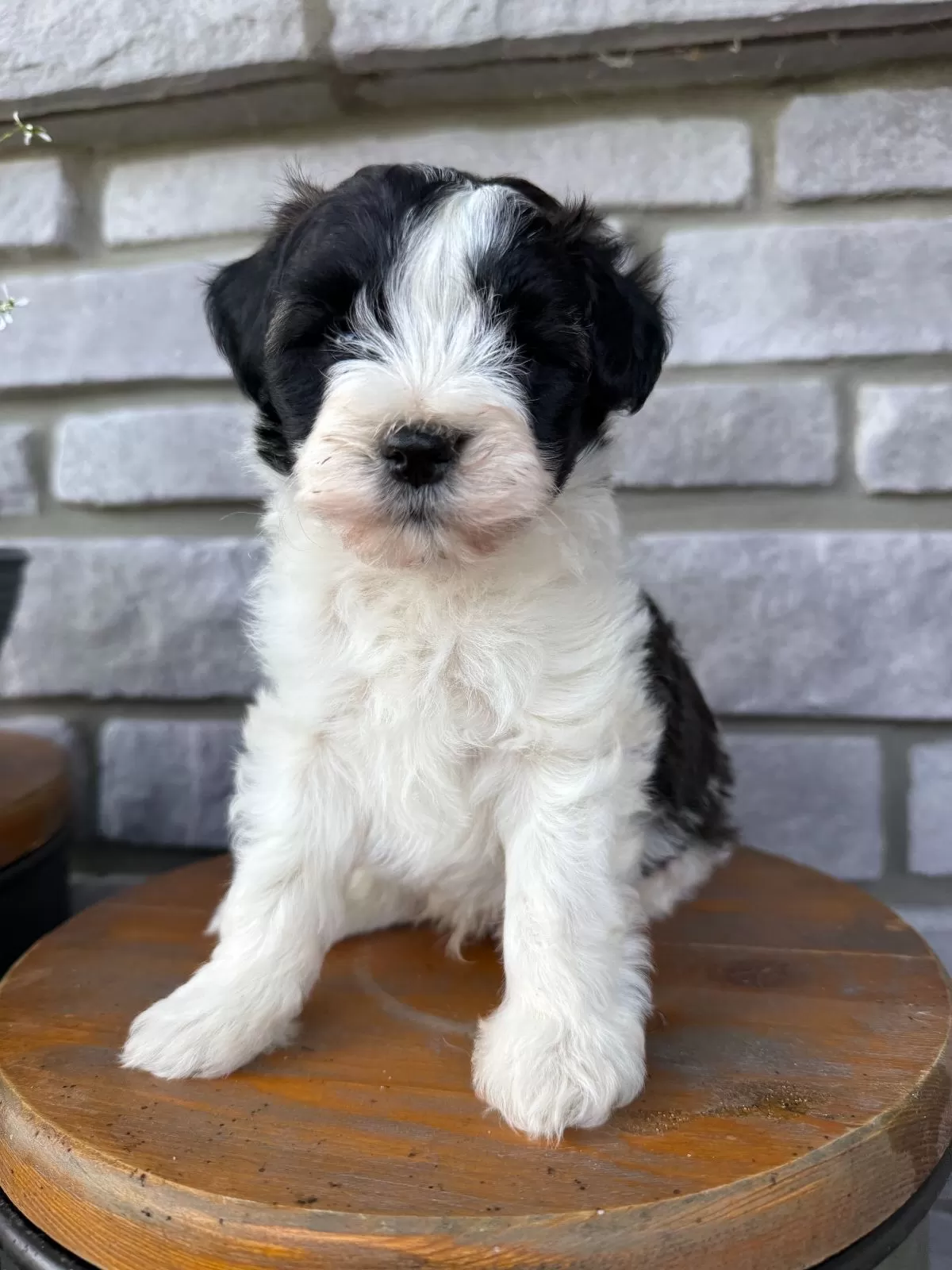 Elliott
