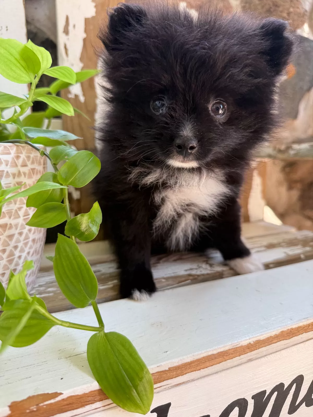Fluffy