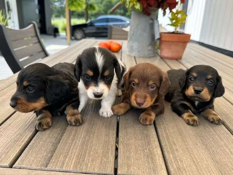 Ina's Mini Dachshunds coming soon