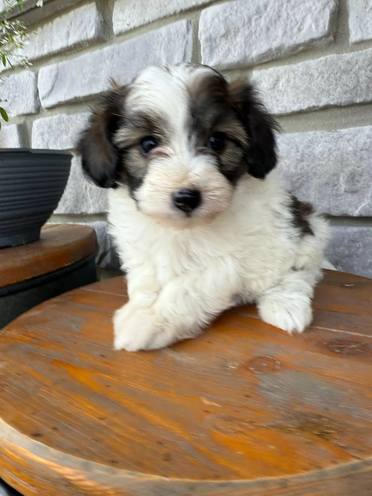 Evie