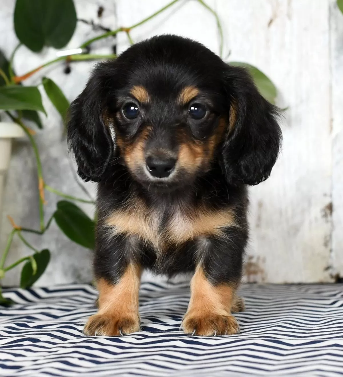 Daisy
