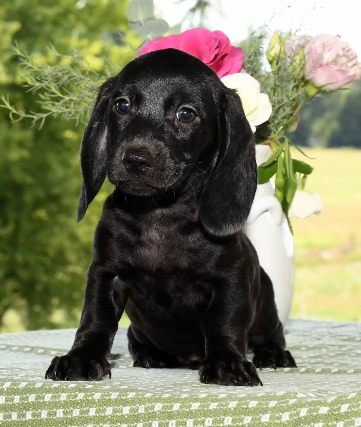 Puppy Name: Holden