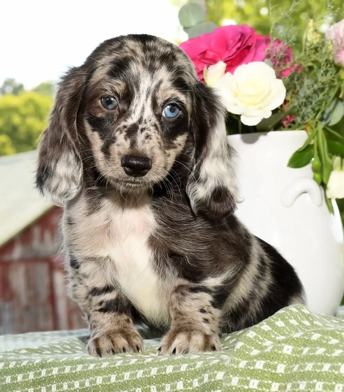 Puppy Name: Hux