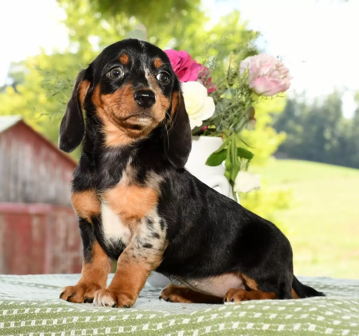 Puppy Name: Haven