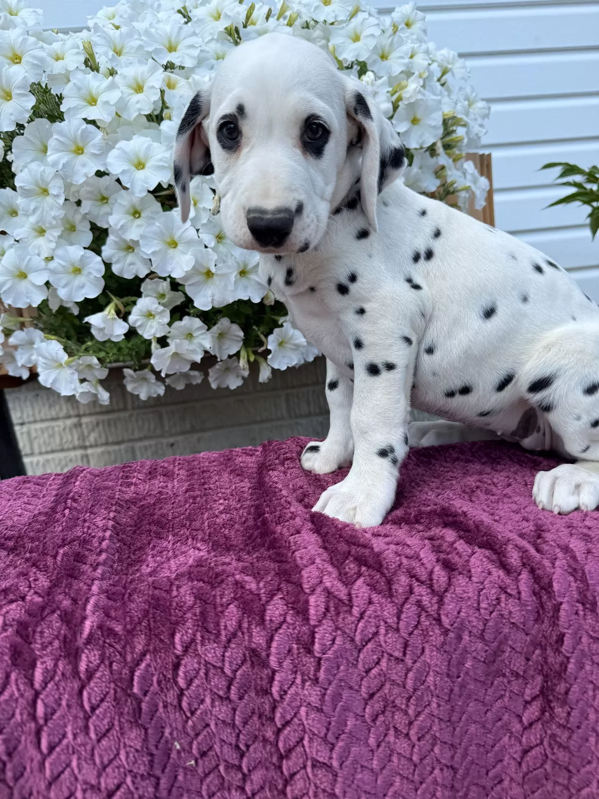 Puppy Name: Blossum