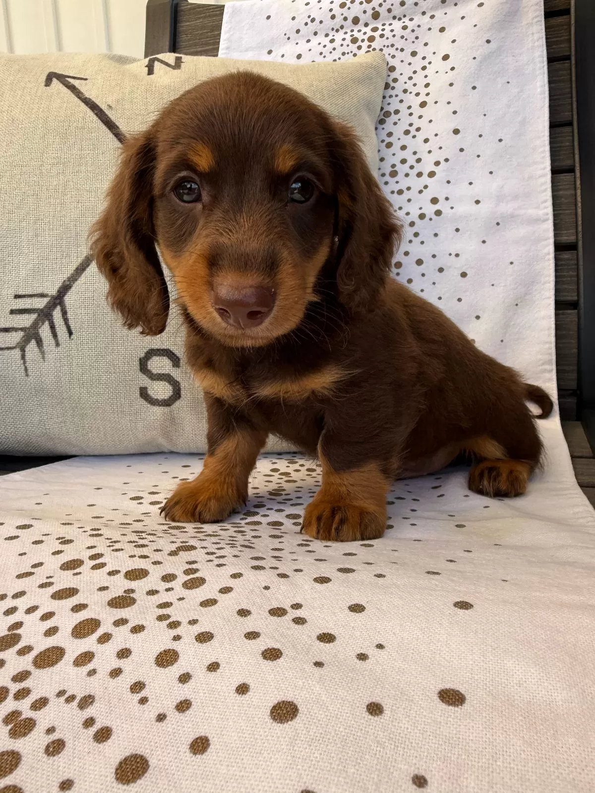 Puppy Name: Vance