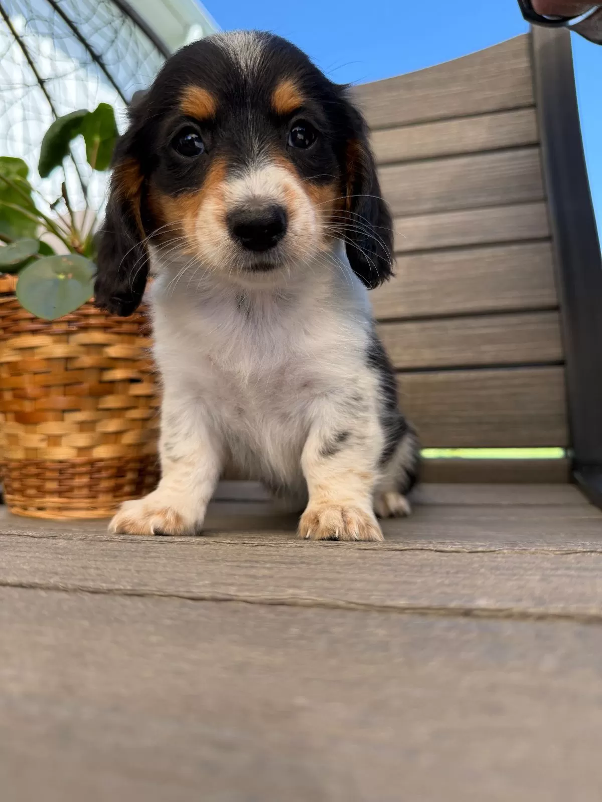 Puppy Name: Violet