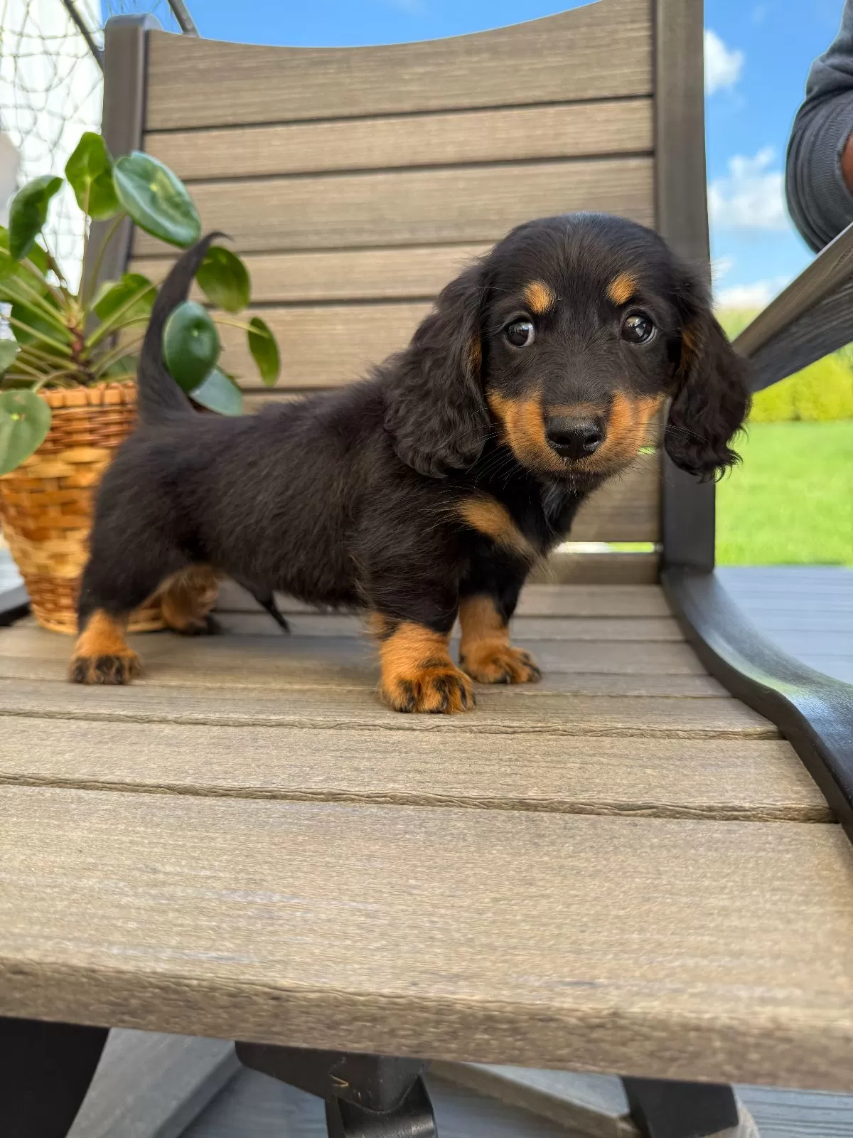 Puppy Name: Vaughn