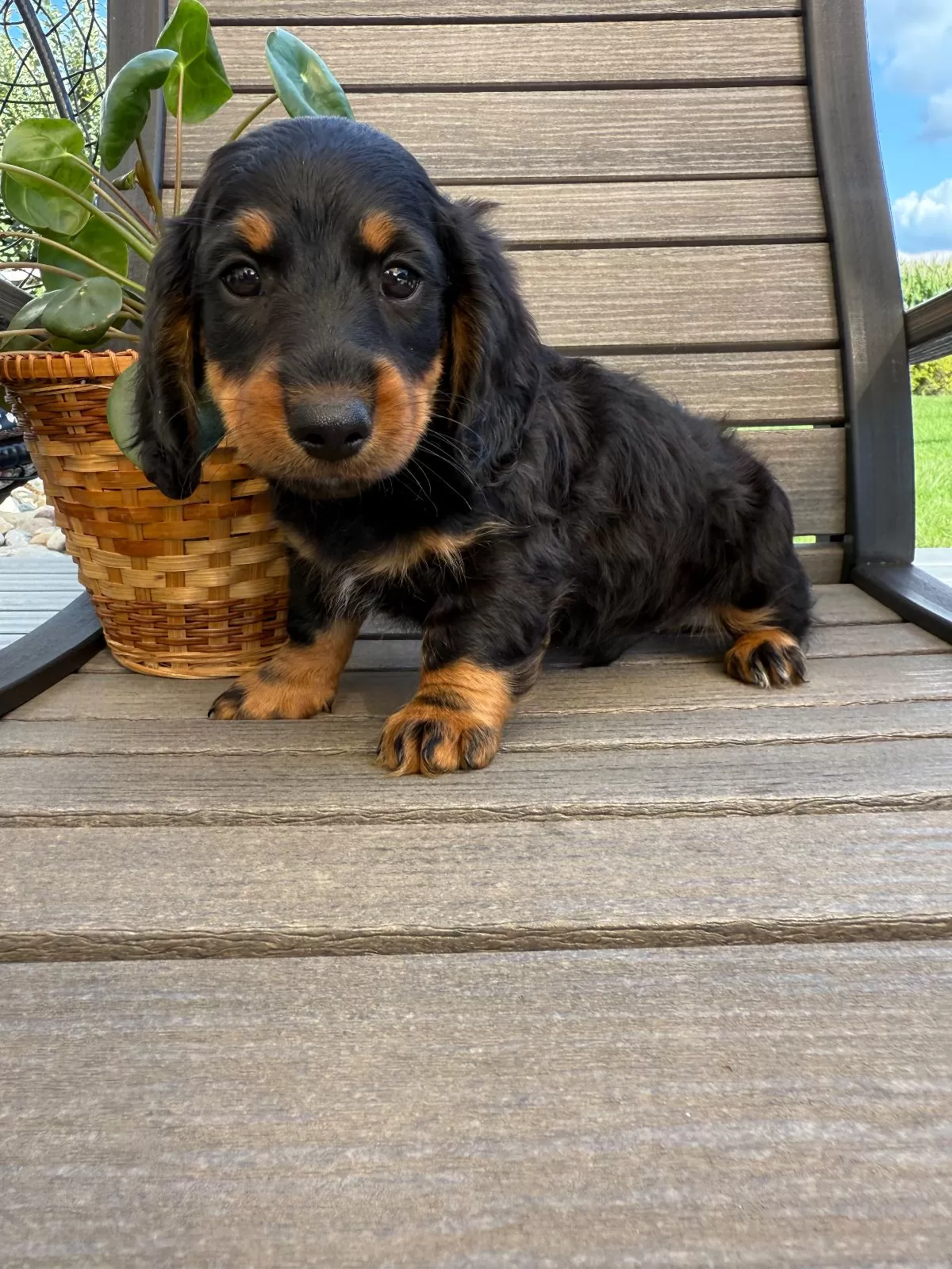 Puppy Name: Victor