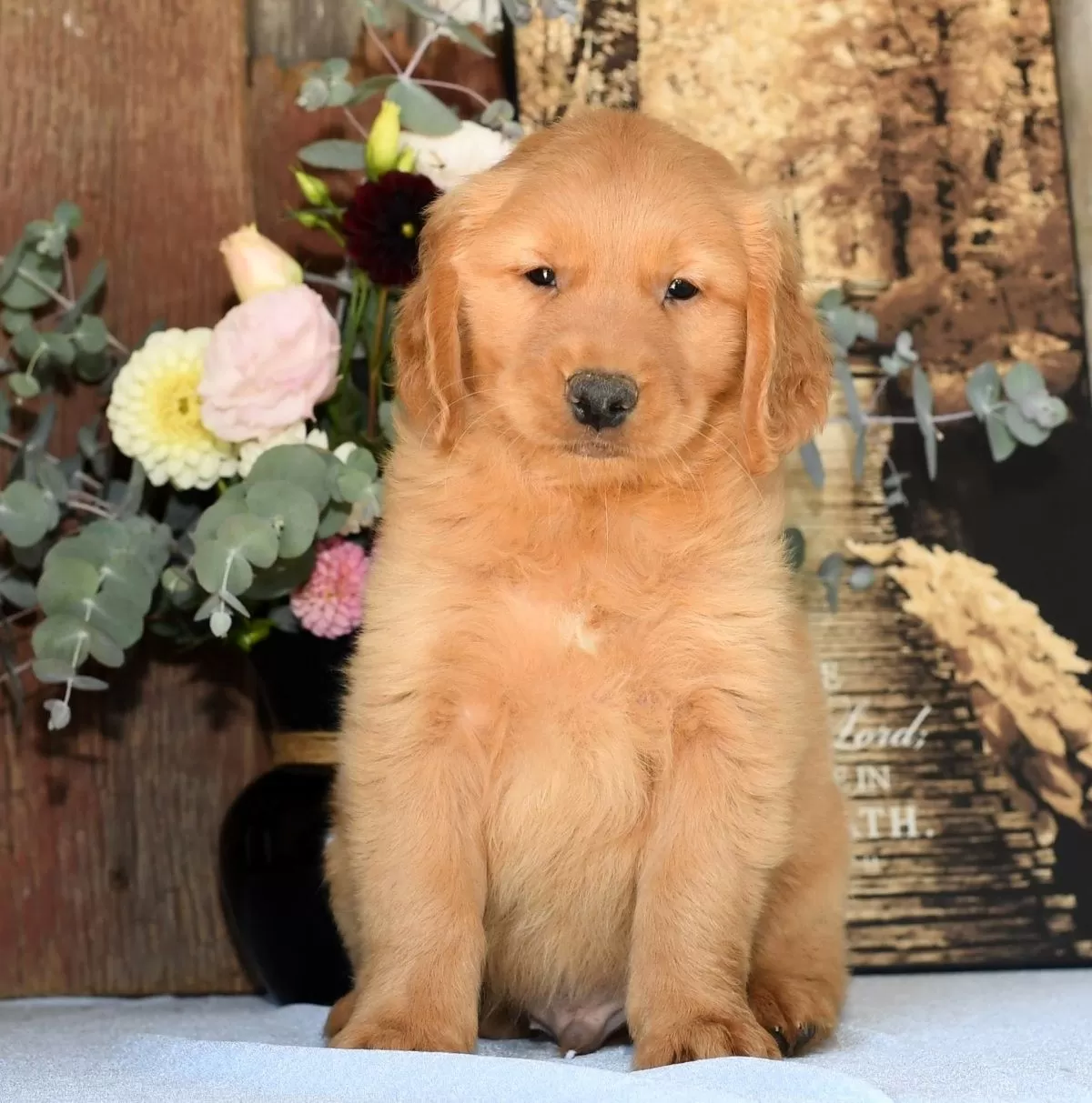 Teddy