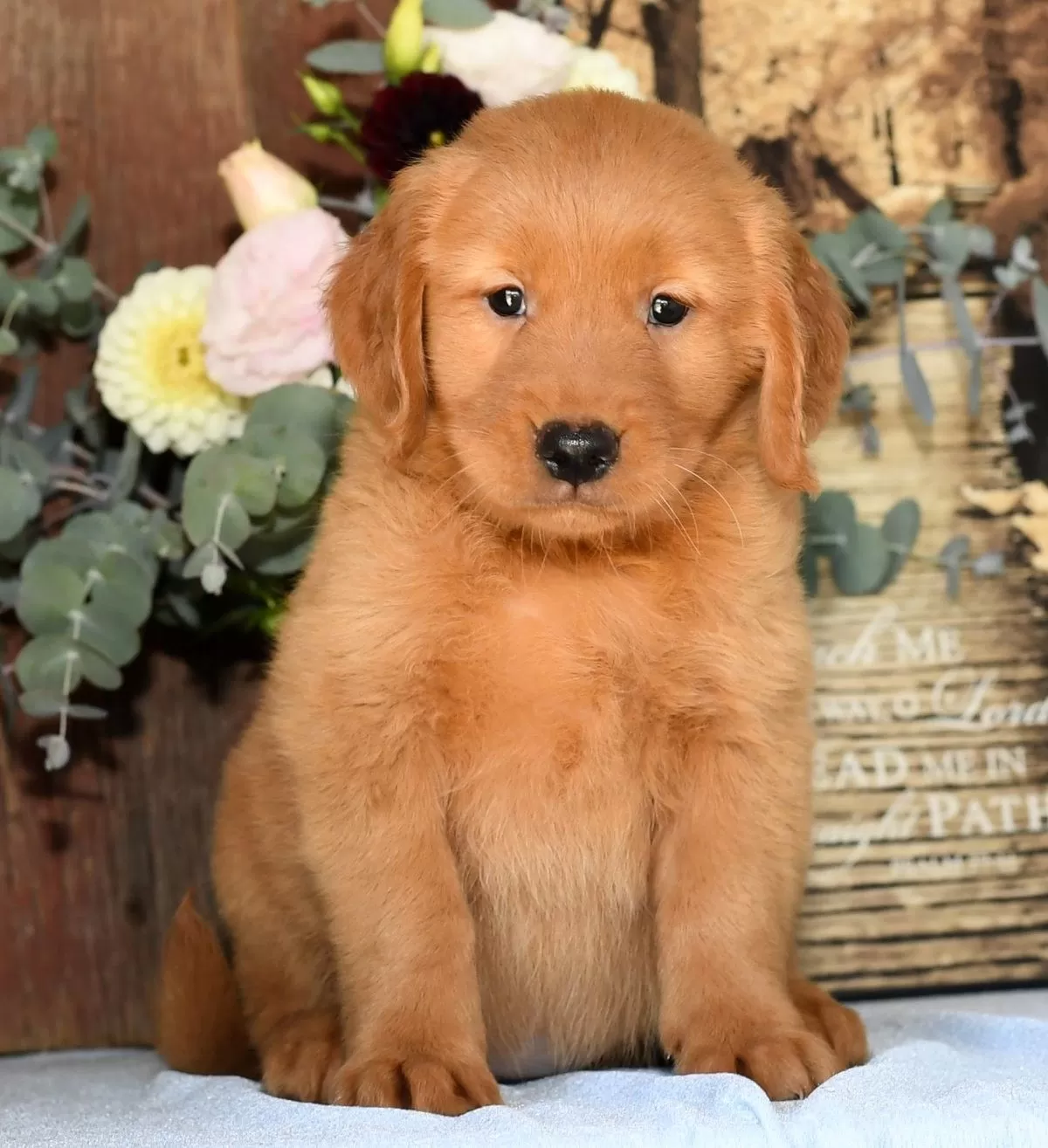 Taffy