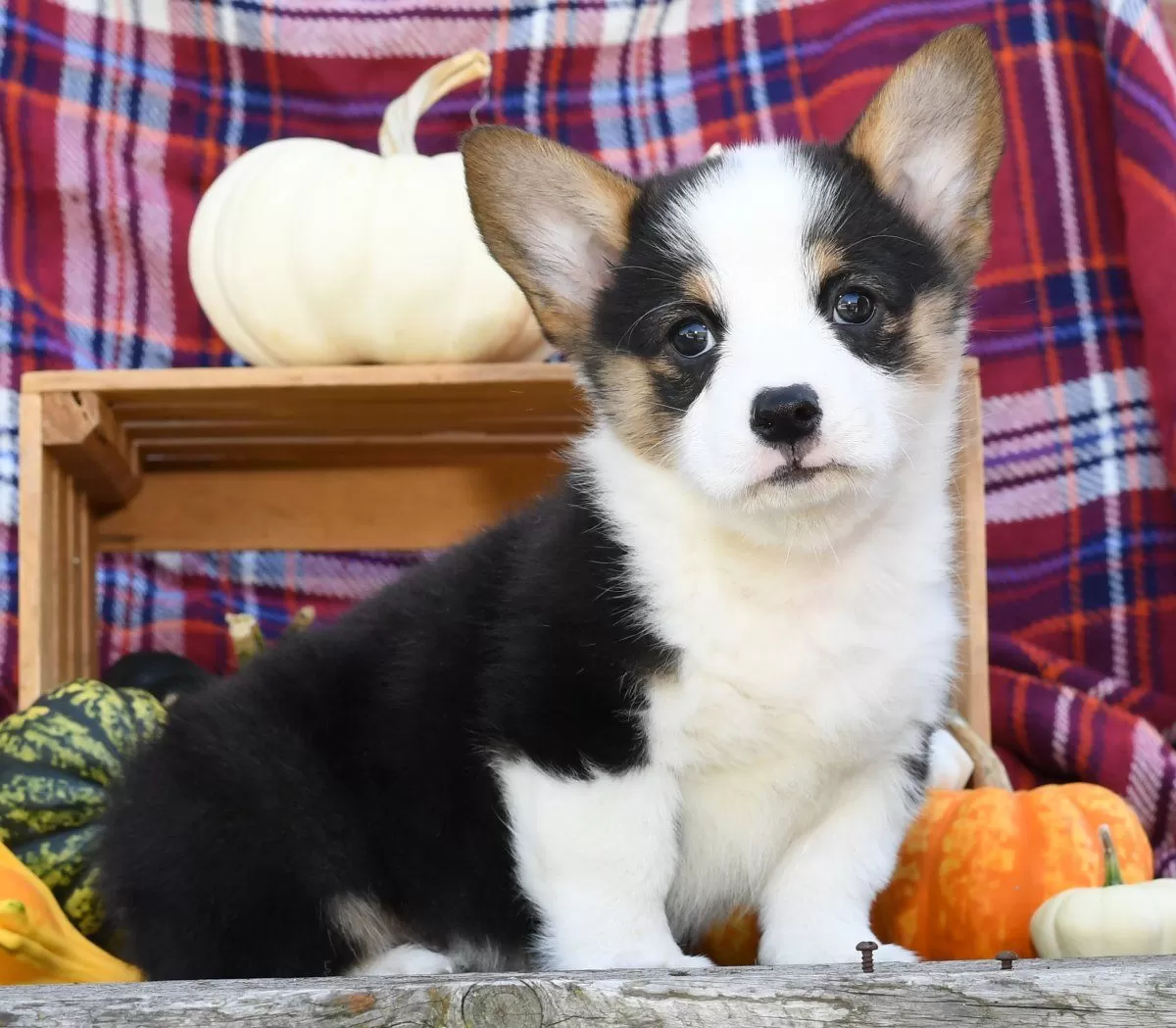 Puppy Name: Jackson