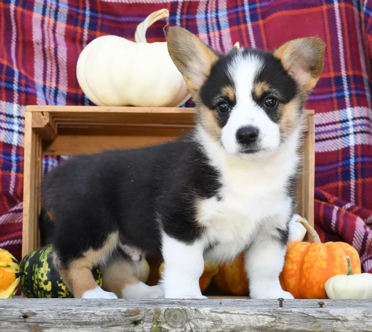 Puppy Name: Jasper