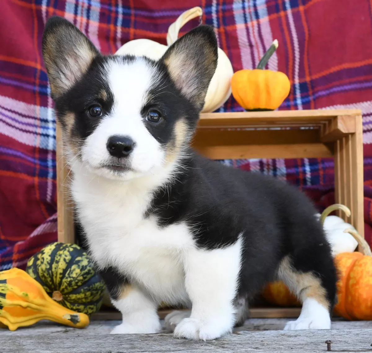 Puppy Name: Jordan