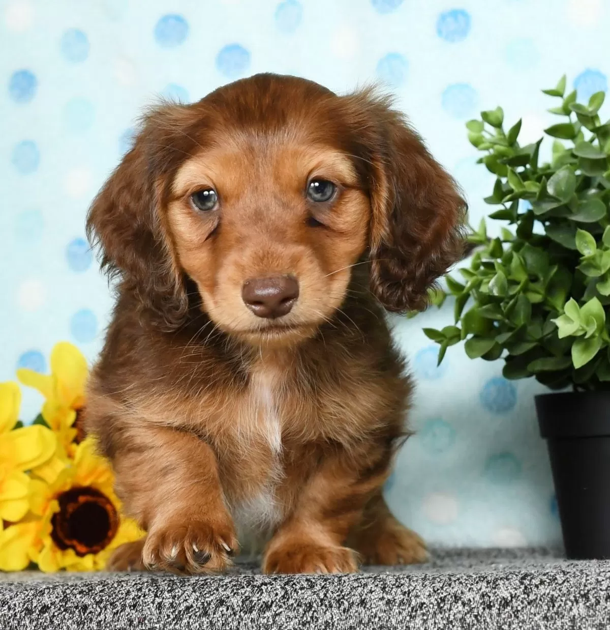 Puppy Name: Murray