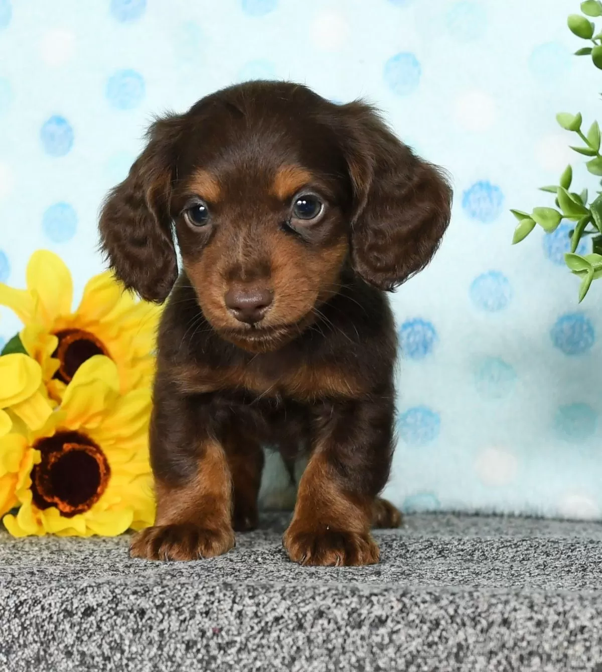 Puppy Name: Morris