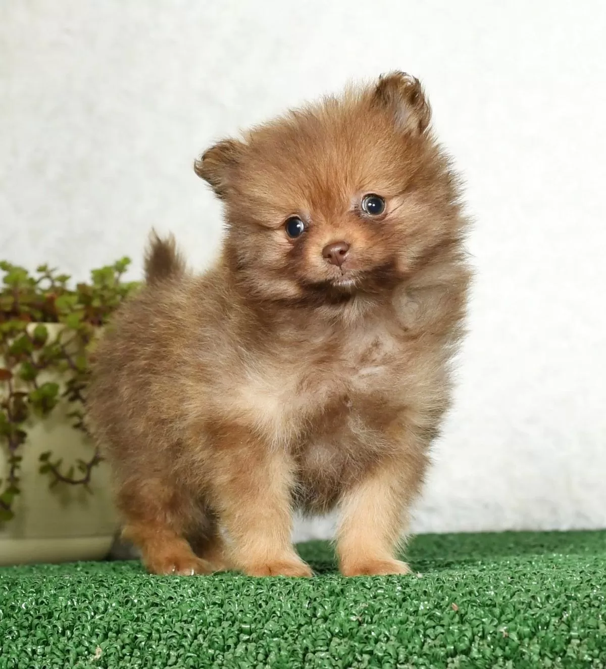 Puppy Name: Logan
