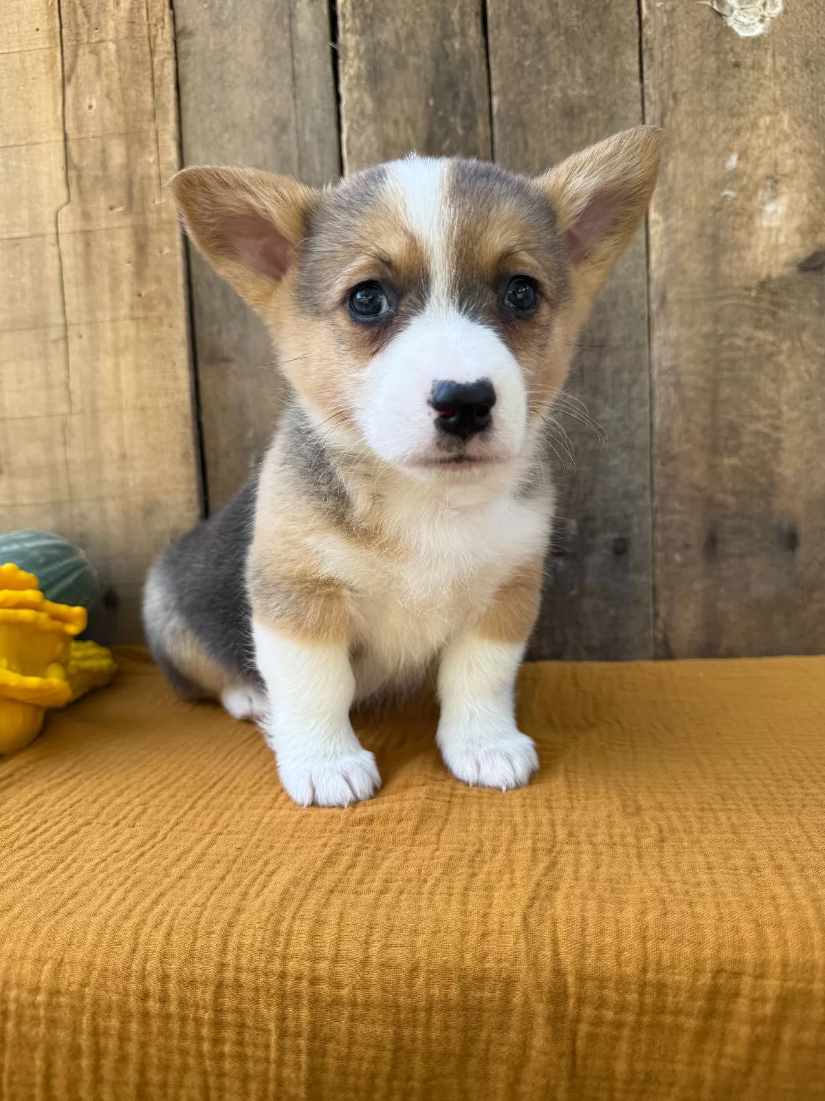 Jeffrey
