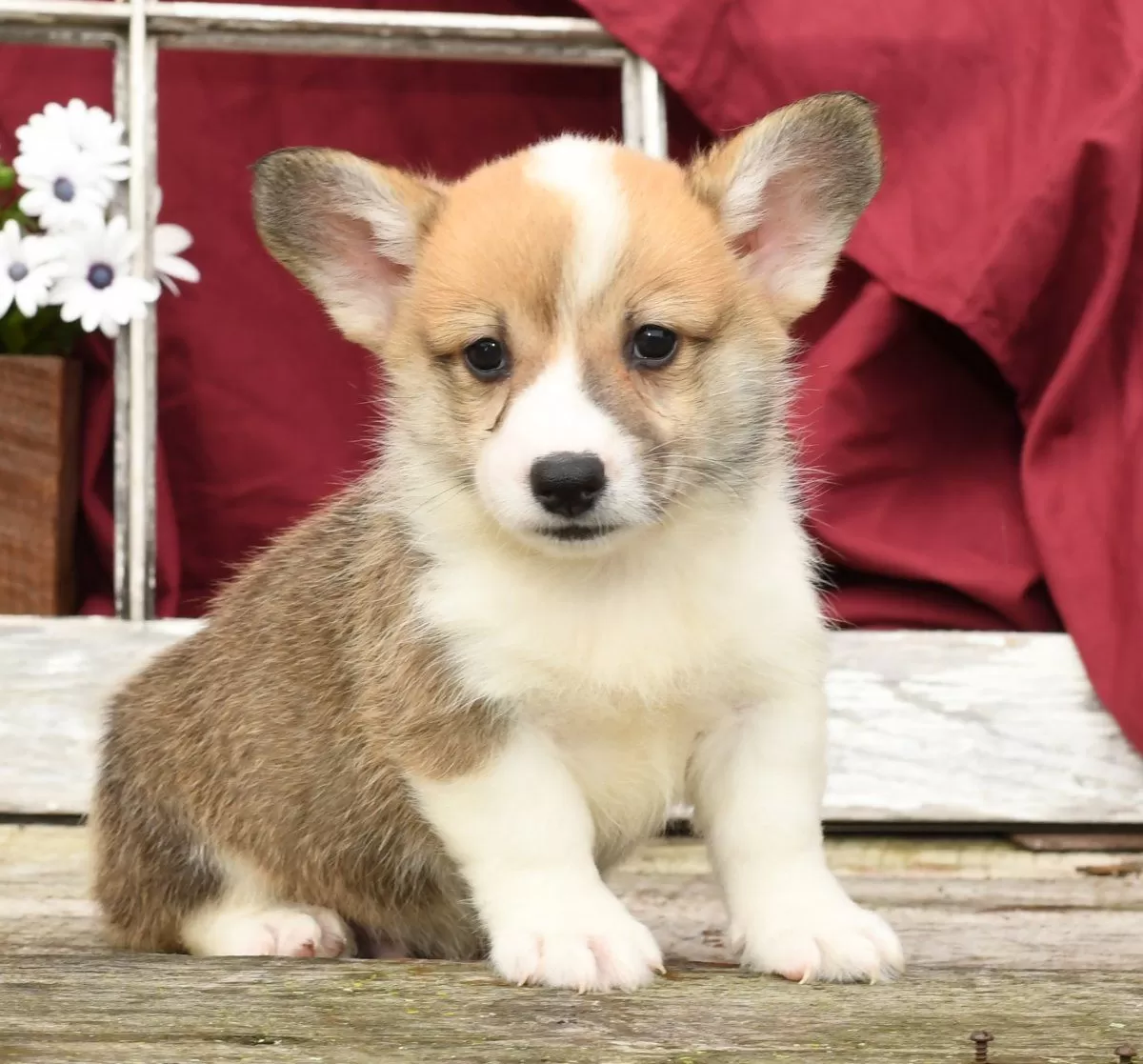 Toby