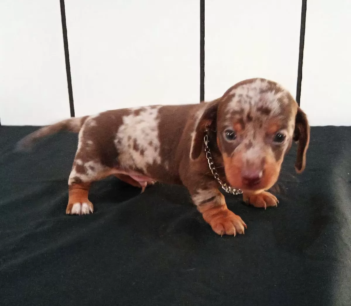 Mini Dachshund coming soon