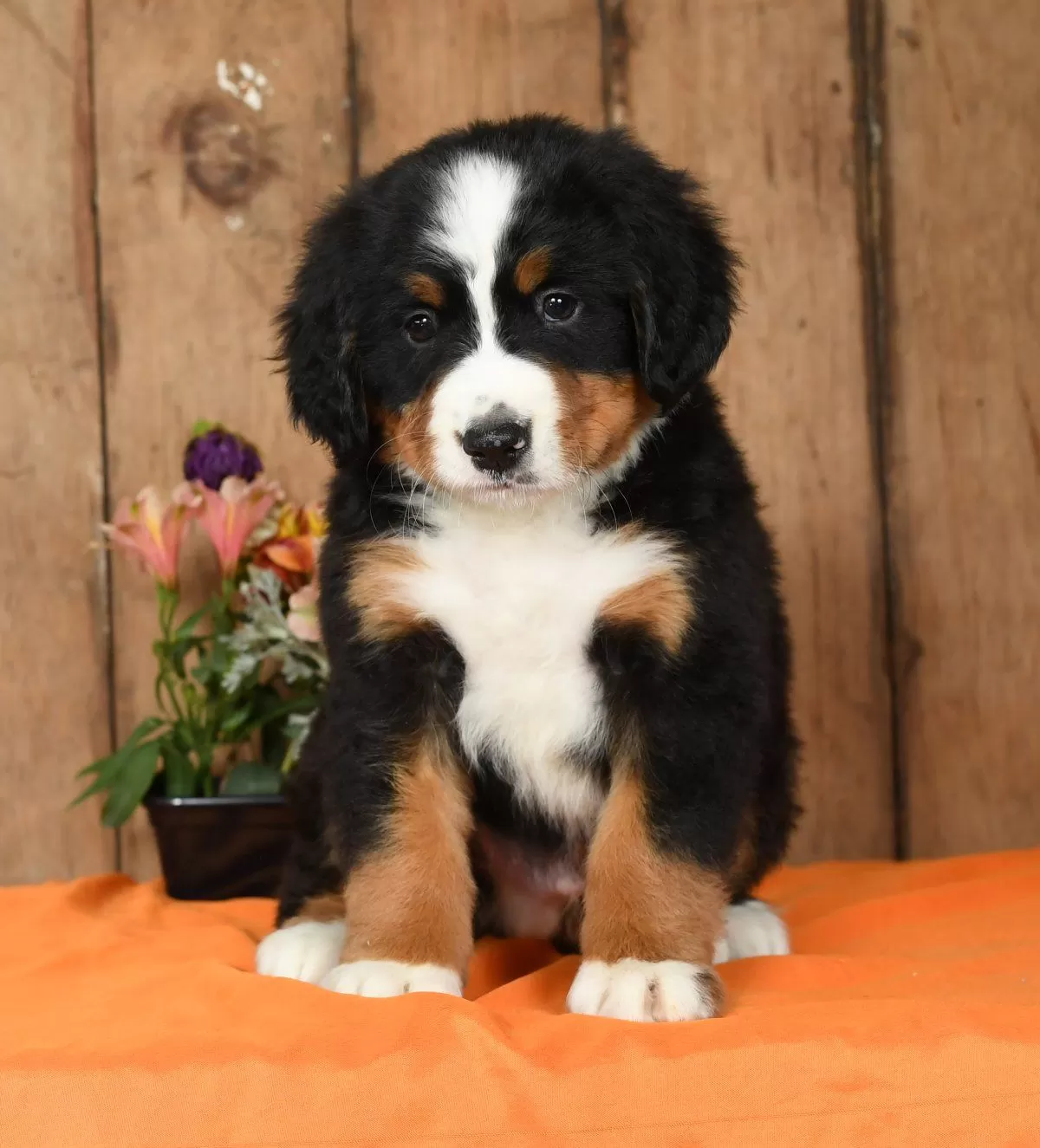 Puppy Name: Thatcher